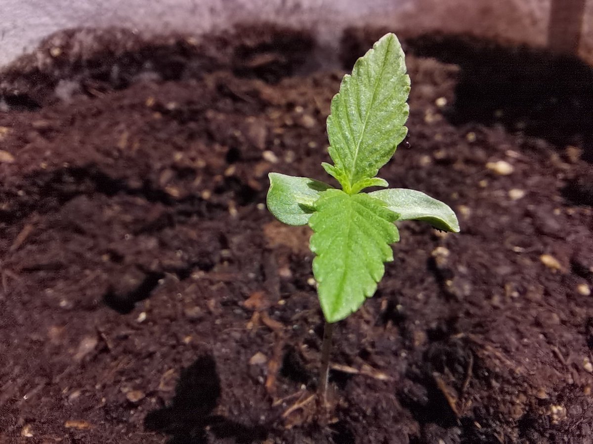 CPTN_Rastafari's tweet photo. Nunca me costó tanto iniciar un cultivo, primero por motivos físicos y luego por el cansancio mental de las circunstancias.
Pero ha sido iniciar el plantel y recuperar las ganas al minuto uno...
Todo femis de @GreenbudSeeds
#Makaha #Spitfire #ChocoCandy #Autocultivo #exterior https://t.co/3C2T8hmAIE