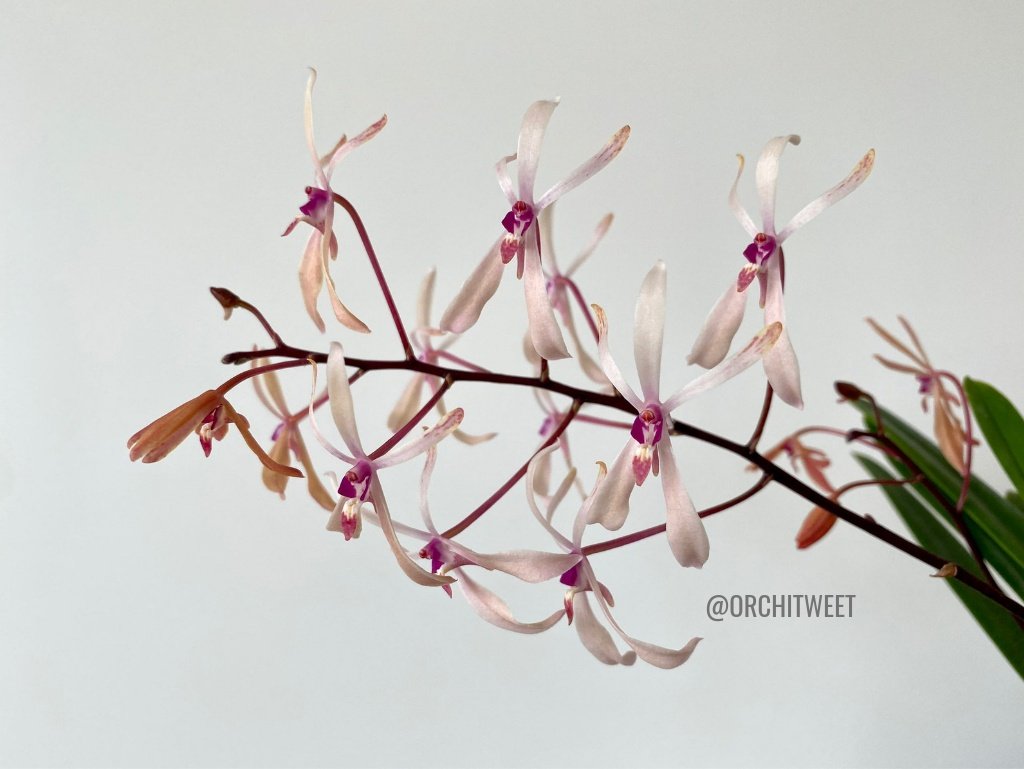 Orchitweet's tweet photo. #Renantanda Heiko Greffier, grown by our member Luca Michelotto.
#orchids from #noidellaSFO
#orquídeas #orchids #orchideen #rareflowers #orchidslover #orchidshare https://t.co/ew98zOXh6k