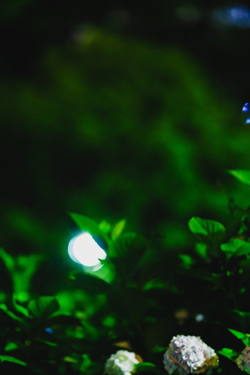 alfae_taichi's tweet photo. SIGMA-Photography
lime green
#SIGMA135mmF18DGHSMArt
#SIGMA #s005
#写真好きな人と繫がりたい https://t.co/OsOFB7aHhF