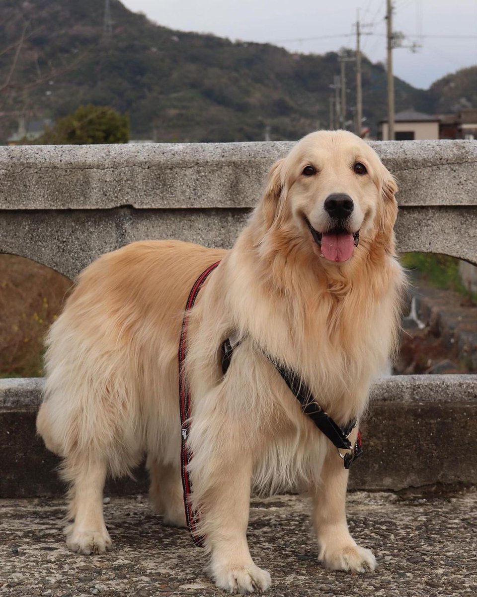 my bodyguard