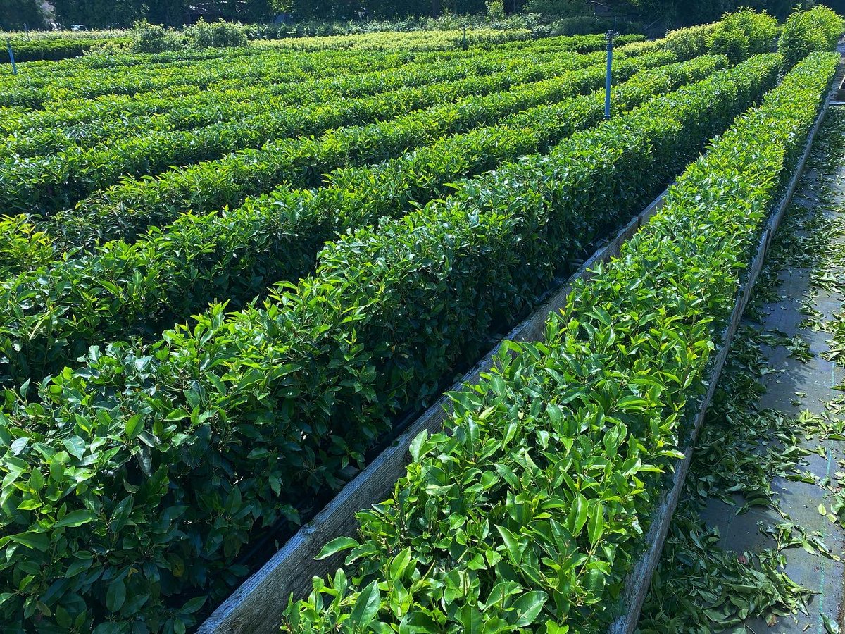 robintacchi's tweet photo. Our Prunus Lusitanica myrtifolia troughs post haircut. Looking sharp π
#instanthedge #prunus #portugueselaurel #design #hedging #landscape #landscapearchitecture #gardendesign #evergreenhedge https://t.co/Z0curSvRgs