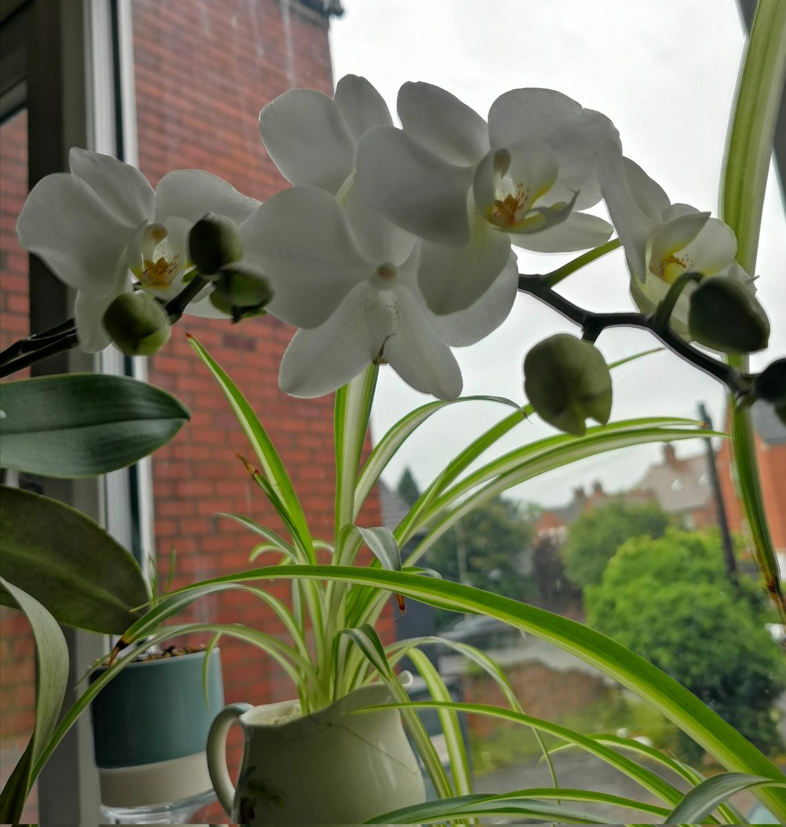 Mamabearretro's tweet photo. My baby. Do you know: orchids grow everywhere in the world except Antarctica #orchids #iloveorchids #houseplants #white https://t.co/tC5m2vd6i7