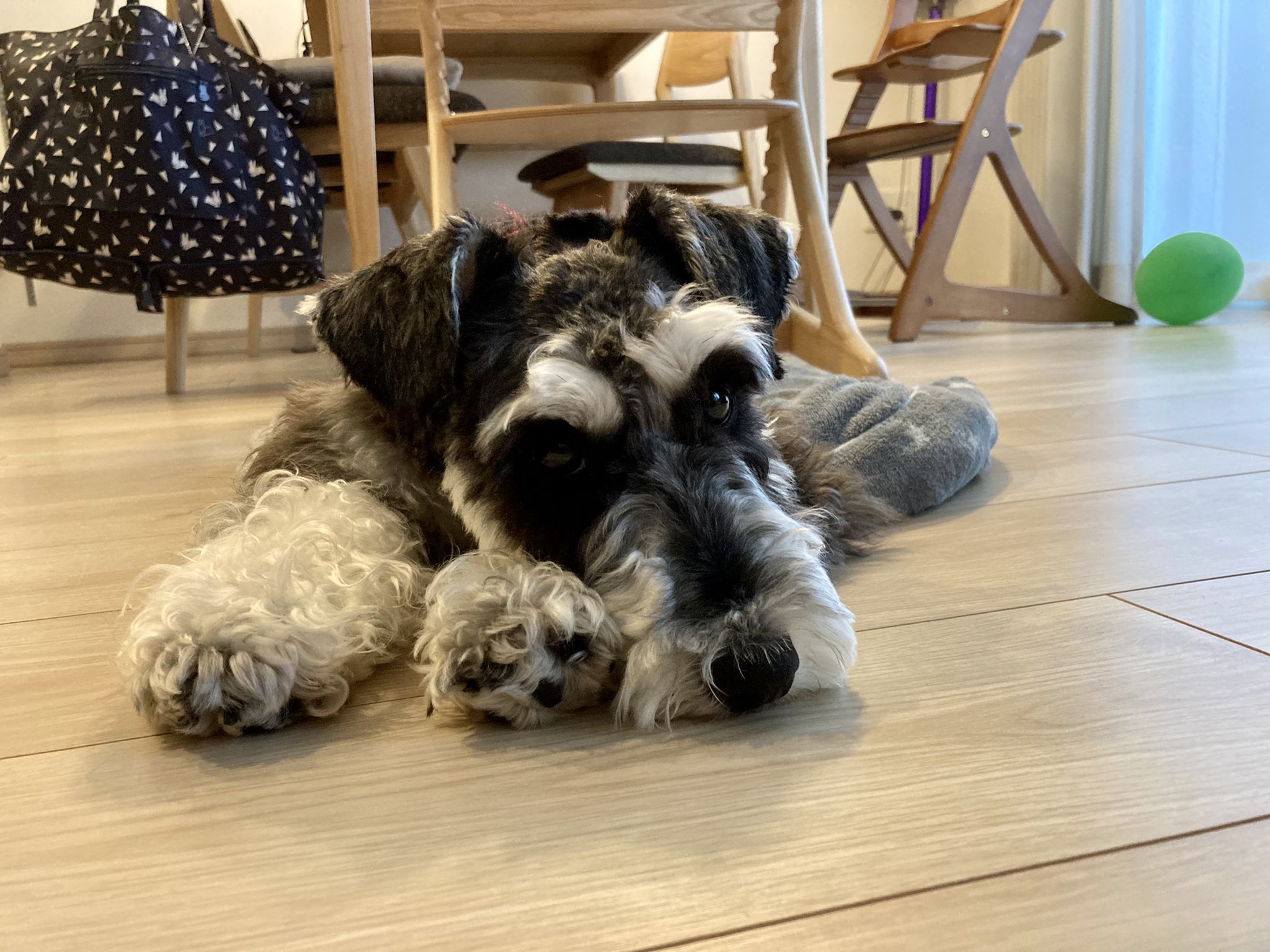 タンタン mシュナ いつもウンチングスタイルばかりだから たまにはかわいい姿も見せてあげる ミニチュアシュナウザー 犬のいる暮らし T Co Nny4s7brbt Twitter タンタン mシュナ いつもウンチングスタイルばかりだから たまにはかわいい姿も見せてあげる ミニチュアシュナウザー 犬のいる暮らし T Co Nny4s7brbt Twitter