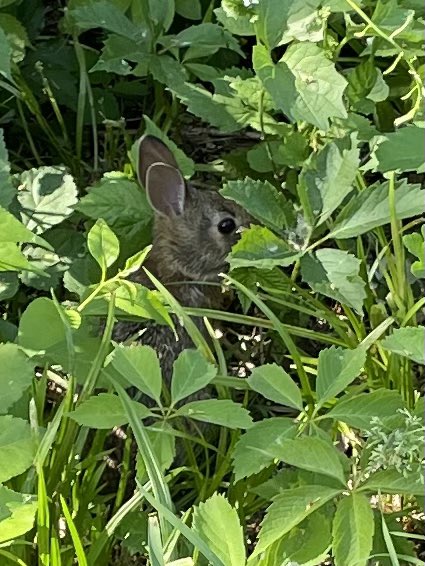 Crossing the Connecticut River along the Norwottock Branch of the Mass Central Rail Trail.