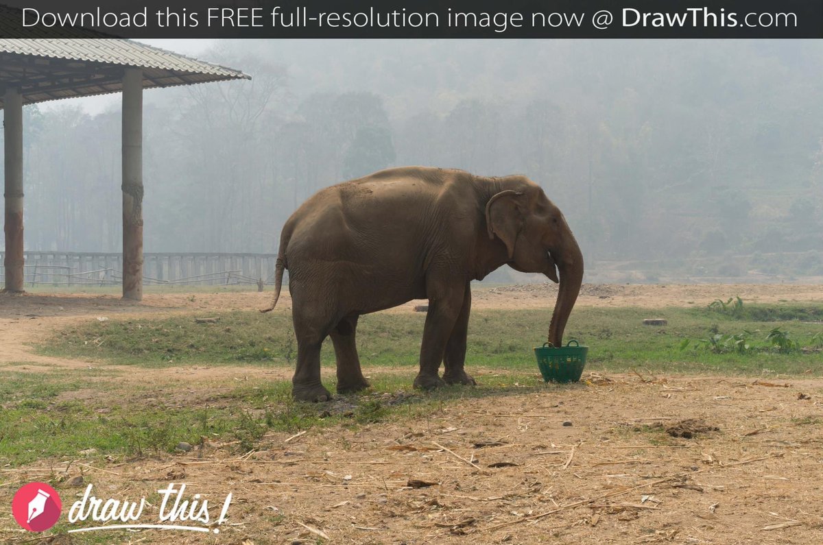DrawThis_'s tweet photo. Kick back and drink in today's #DailyArtReference. #NewMasteresAcademy #NMA #elephant #artreference

Download this FREE image now @ https://t.co/bZxRgjMVMq https://t.co/BfVxhODj4F
