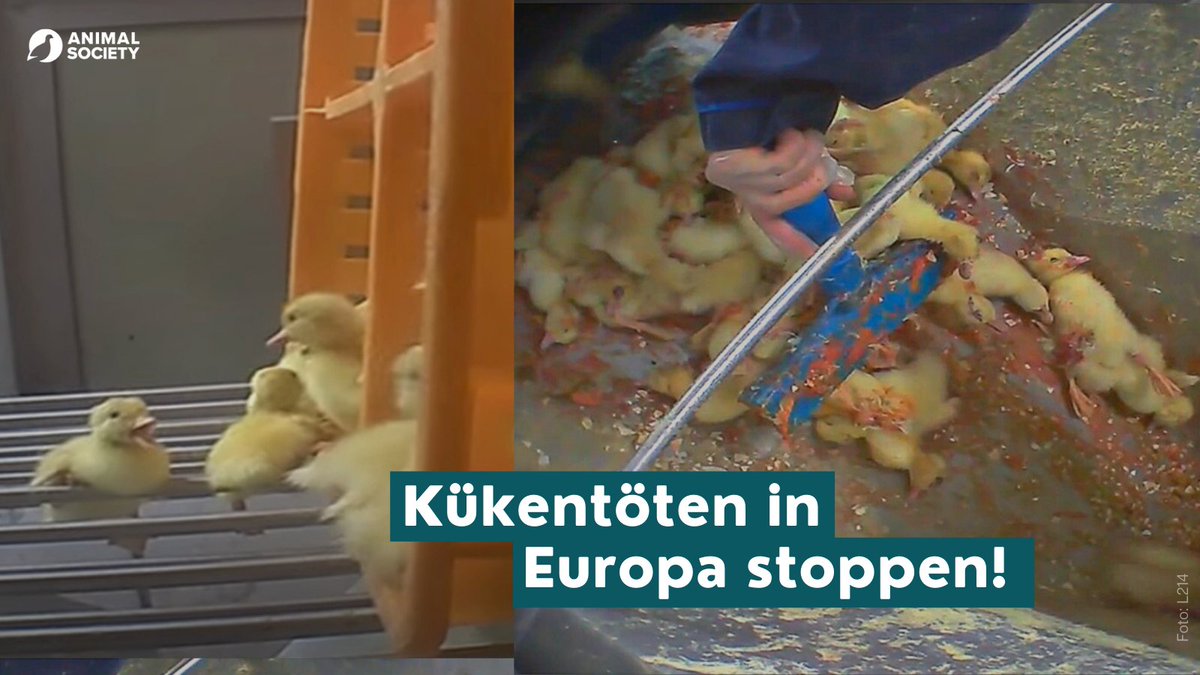 animalsocietyde's tweet photo. Jedes Jahr werden in Europa rund 300 Millionen #Küken nur wenige Stunden nach dem Schlüpfen getötet.⛔ Gemeinsam mit über 20 NGOs fordern wir ein Ende des #Kükentötens in der EU.

So kannst du die Kampagne unterstützen➡️https://t.co/F9Ed1K8V4x
#stopgrindingineurope https://t.co/o5hNoTwiCe