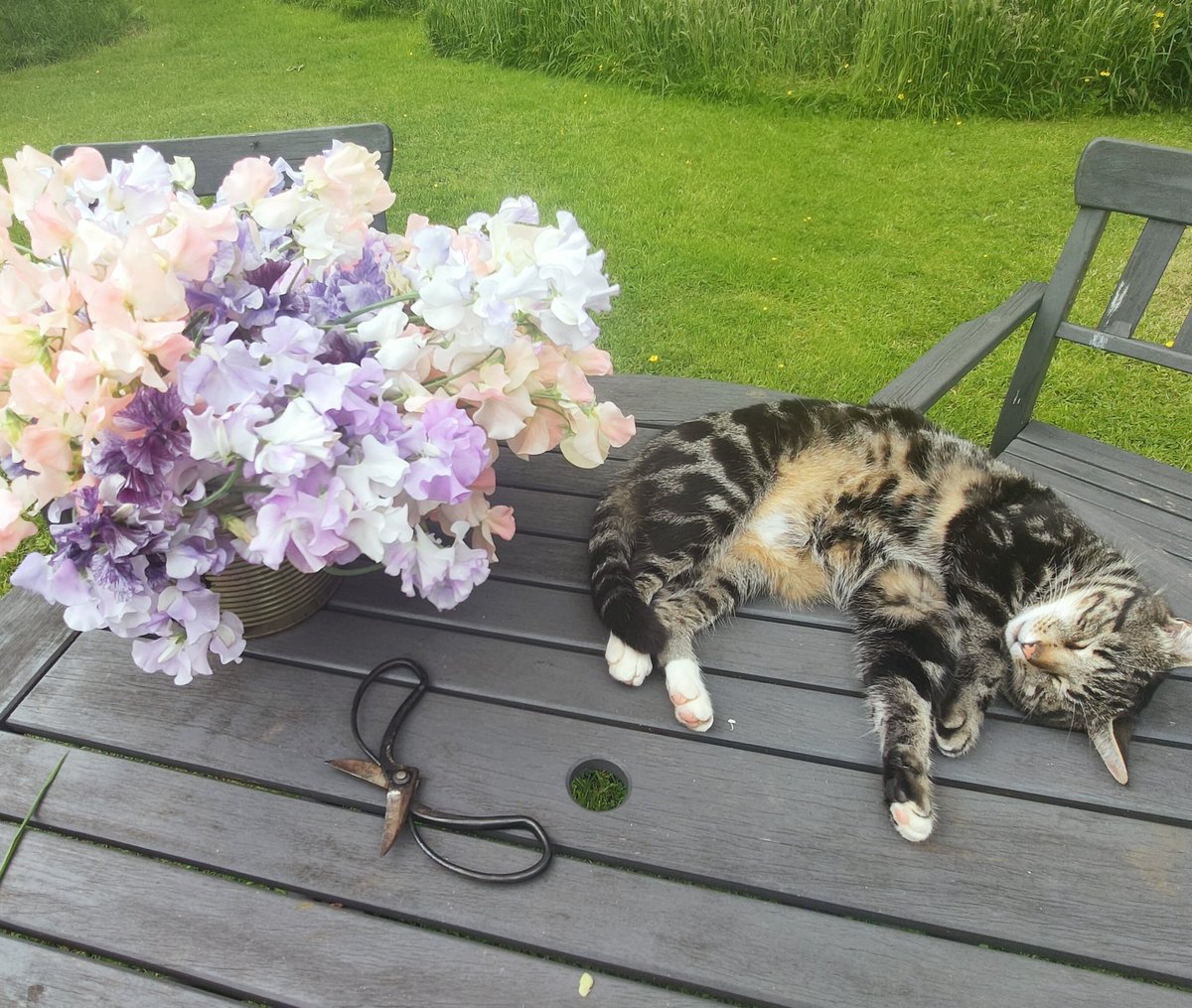 Two of my favourite things... But only one will be for sale <a href="/Tauntoncmkt/">Taunton CM</a> this week, #sweetpea #discoverbathplace #TauntonCountryMarket 
See you there!