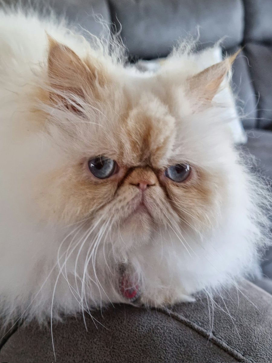 spearmanUK's tweet photo. @thekittenwinksy Say.... "cheeese" https://t.co/F92ZwkTpwY