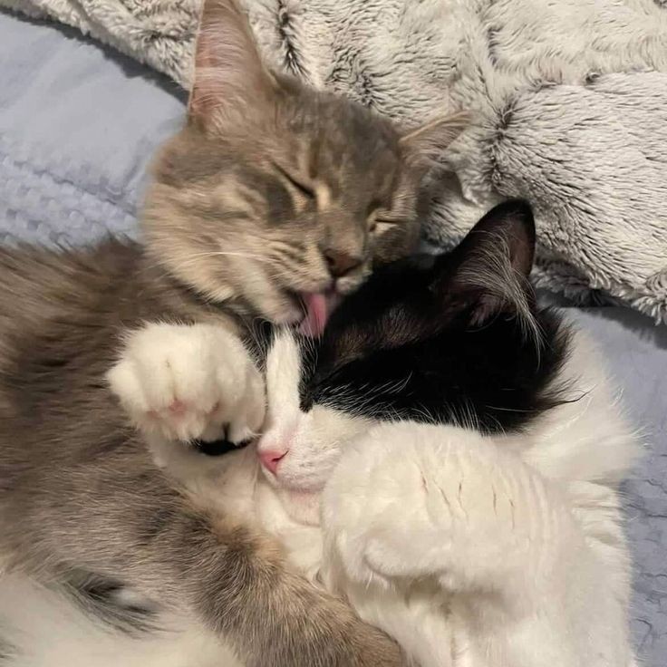 🐈 (@beomkaicats) on Twitter photo 