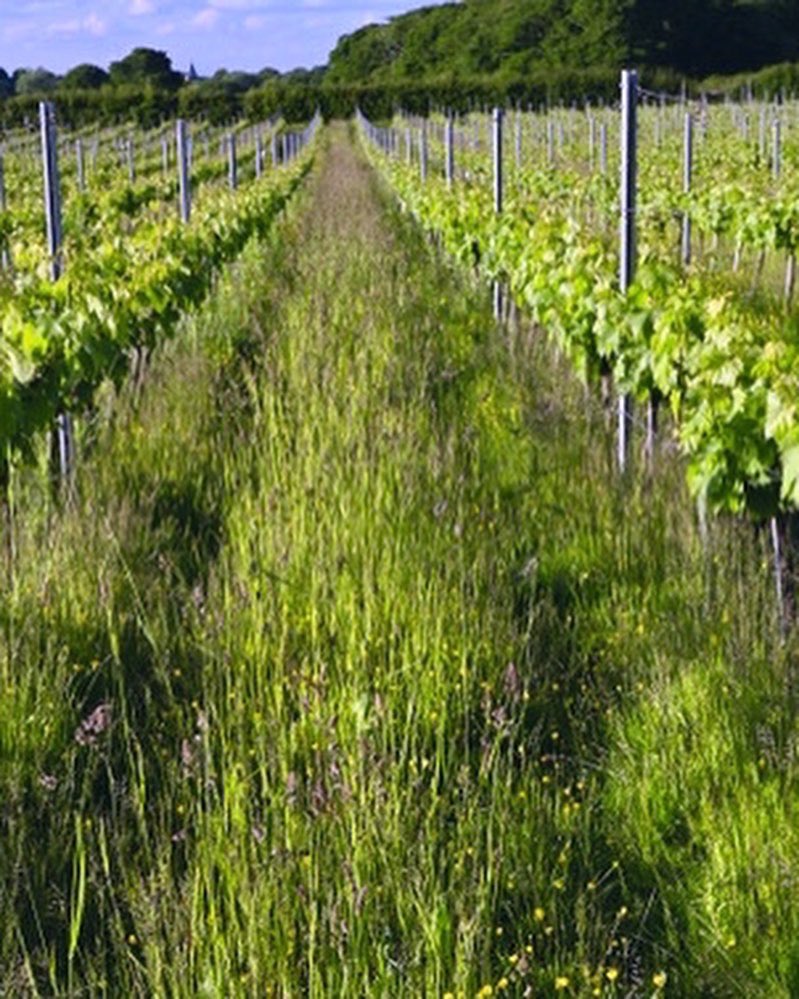 What a difference a few years make. April 2018 (left) &amp; June 2022. The cover crop has now taken &amp; is supporting the vines &amp; returning much needed nutrients back into the soil and crowding out the weeds. It's lovely to look back and see what we have achieved. #englishvineyard