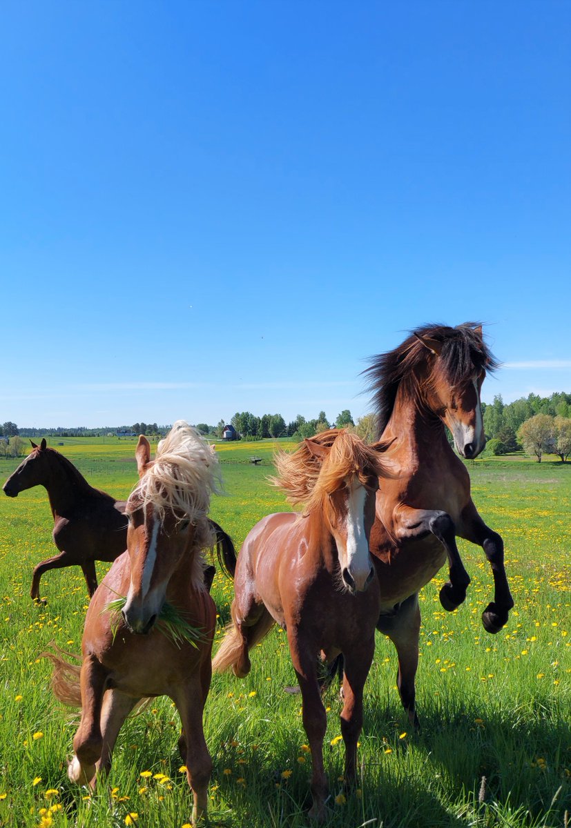 veskulii photo