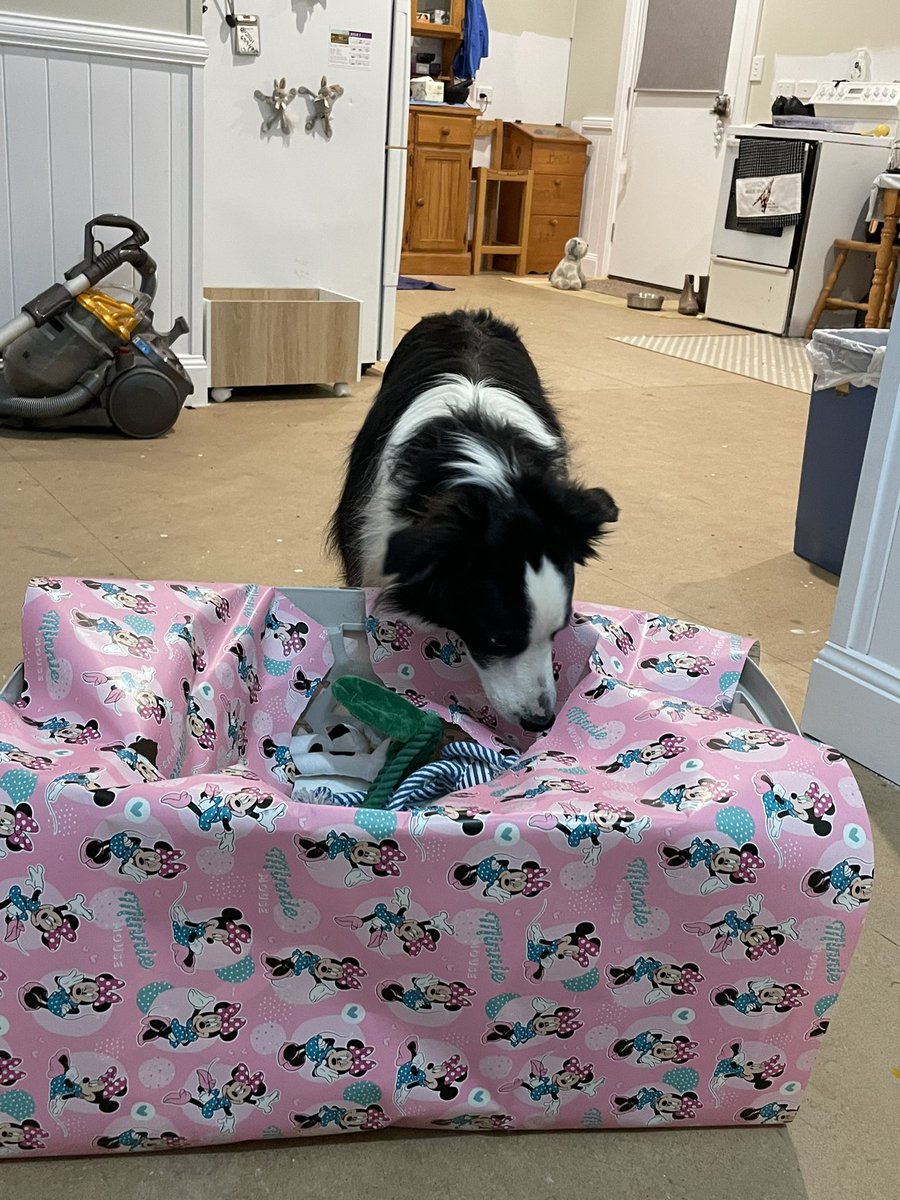 AngeB & Augie 🐶 tweet media