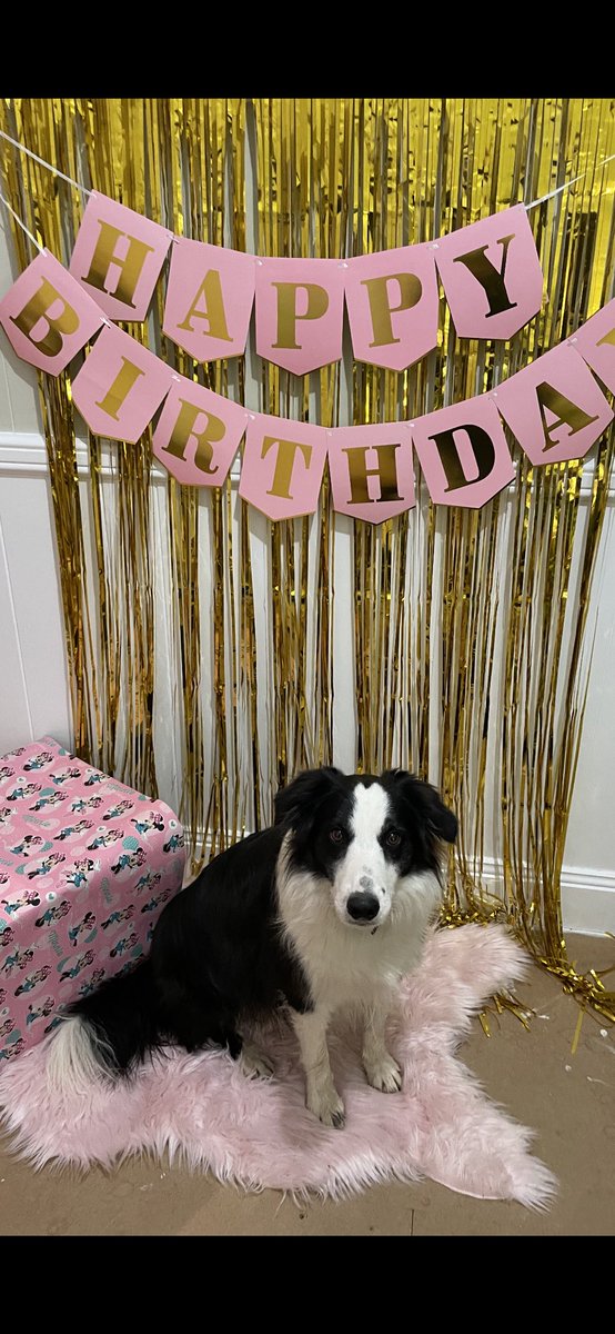 AngeB & Augie 🐶 tweet media