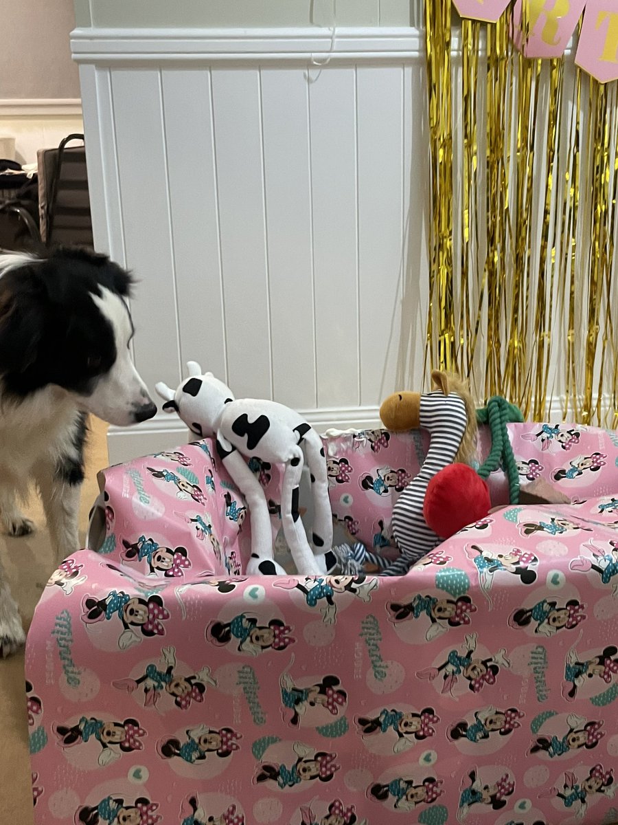 AngeB & Augie 🐶 tweet media