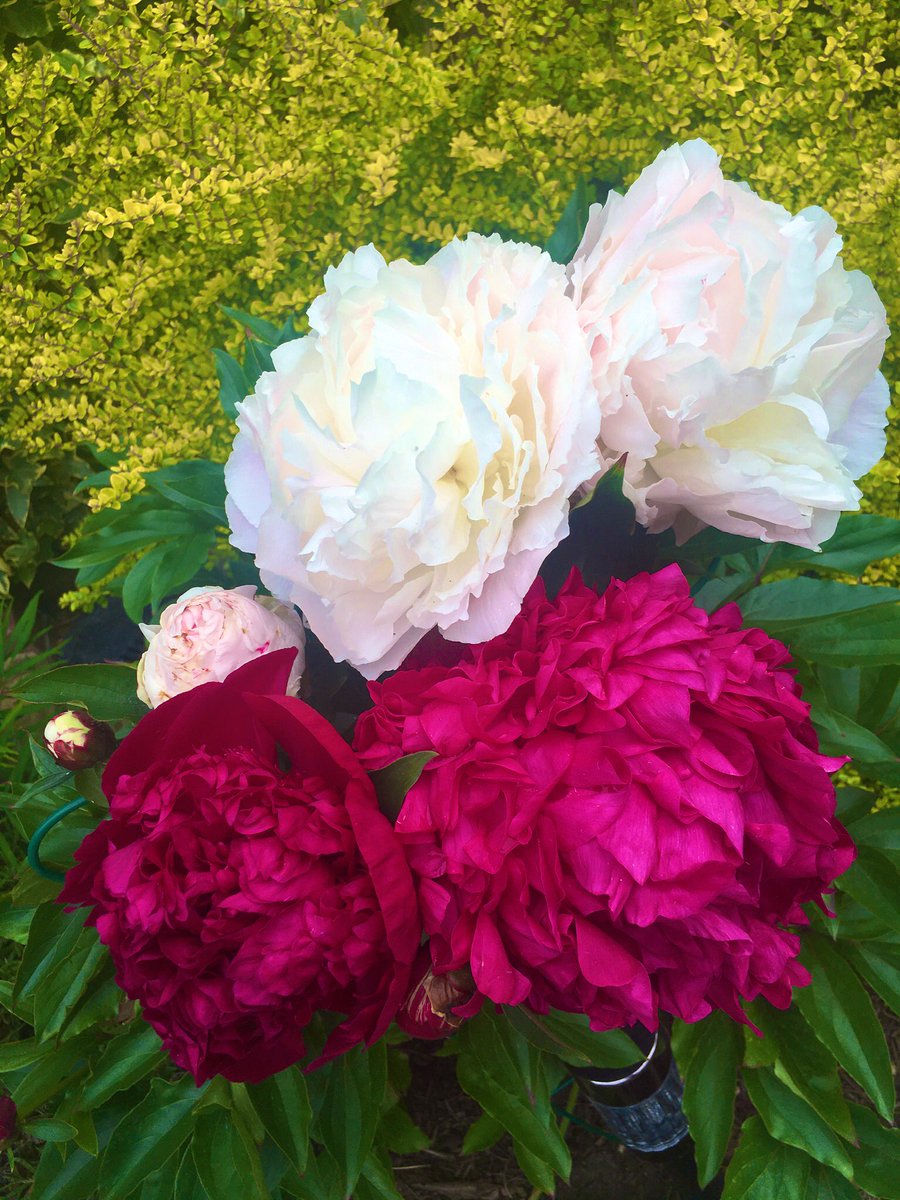 Malebopo's tweet photo. My Peony’s in full bloom.🐝🐞 https://t.co/vpXooYOczY