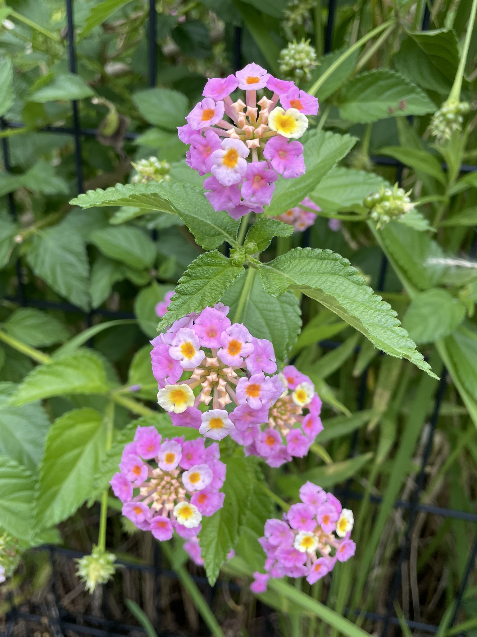 びくっとさん 野良のガクアジサイだ って写真撮って植物のアプリで確認したら ランタナっていう少し困りものらしい雑草だった 外来種で 土着の植物の発芽を抑制してしまう世界の侵略的外来種ワースト100に選定されているみたい 綺麗な花なのになー