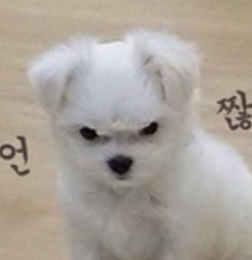 dailyjinpouts's tweet photo. They are angwy https://t.co/w21VfMlQIK