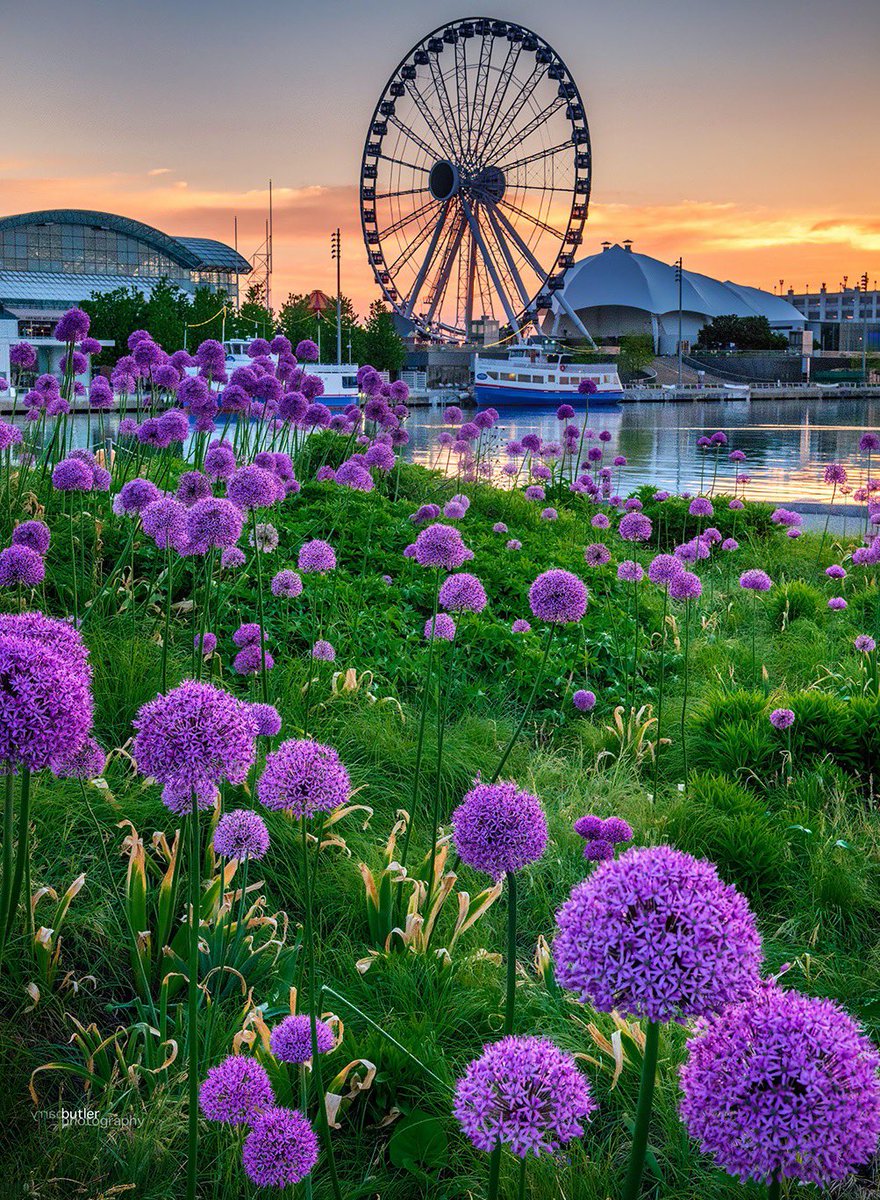 Purple at the Pier.   Spring in Chicago.
