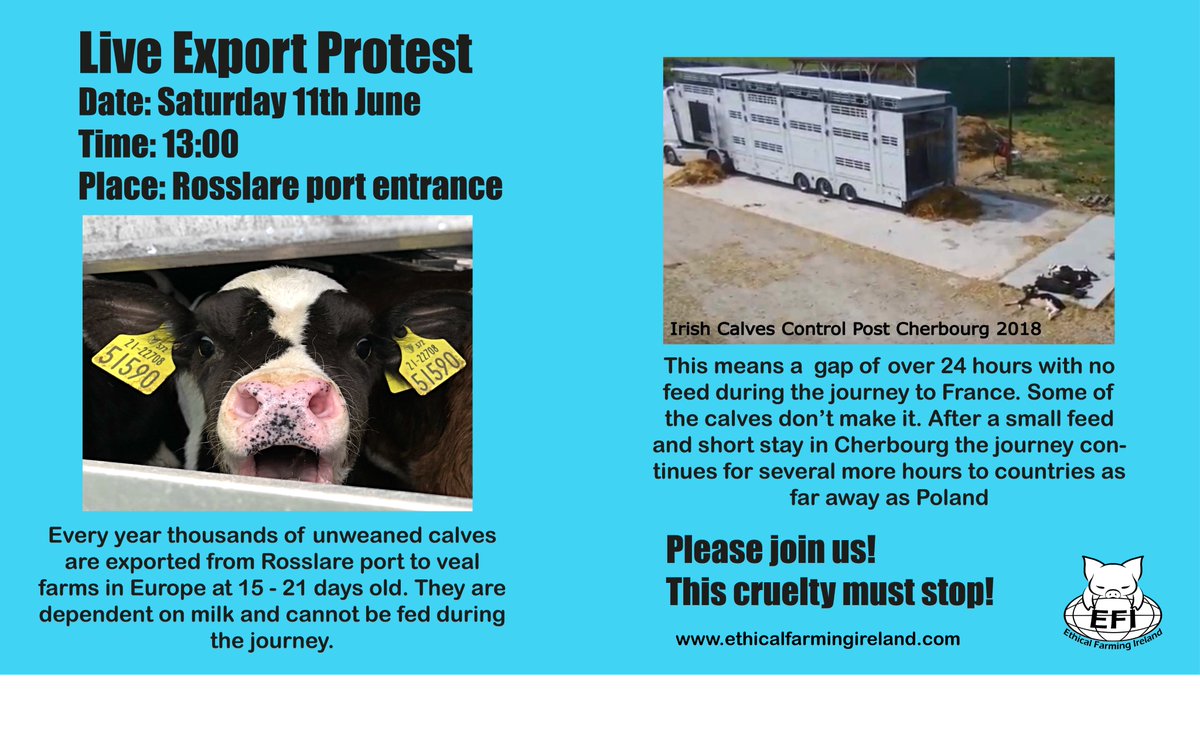 Please join us at @Rosslareuroport this Saturday at 13:00 @StenaLineUKIE must stop being complicit in this cruelty, profiting on the back of so much suffering. It's time to #BanLiveExports