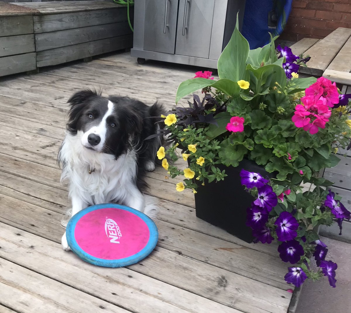 Every writer needs a “huckleberry.” Here’s mine ❤️ #WritingCommnunity