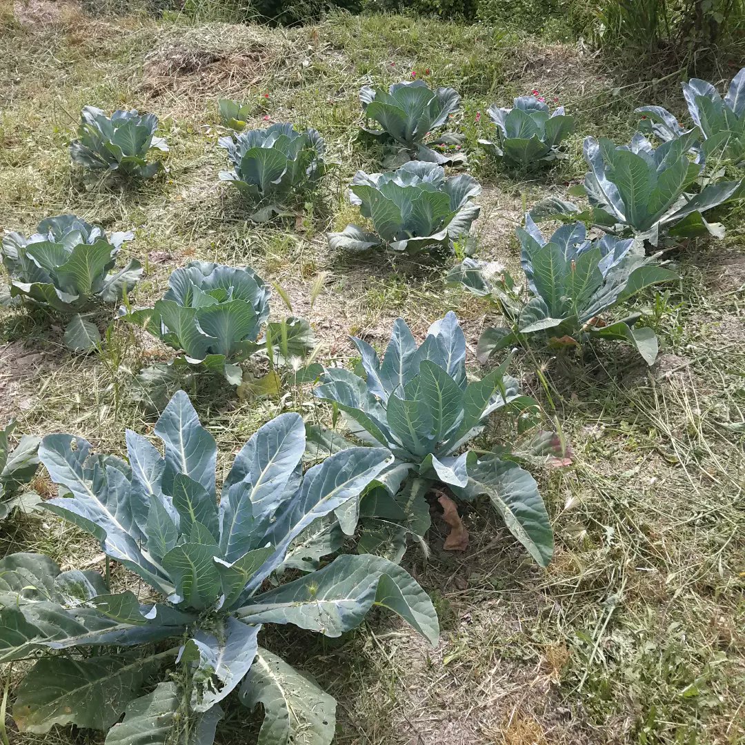 CortijoabueloP's tweet photo. Pues el huerto sigue adelante. 
Aquí están los #repollos #coliflorverde #ajo #lechugaromana etc
Pues no se está dando nada mal después de años de abandono y de no sembrar nada.
Si cuando dicen que lo que se aprende no se olvida... https://t.co/kWetBMxkMC