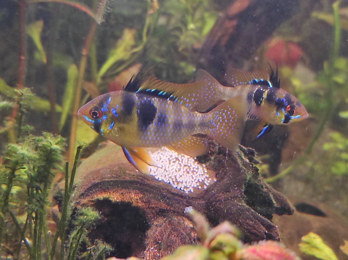 GermanShrimpZ tweet media