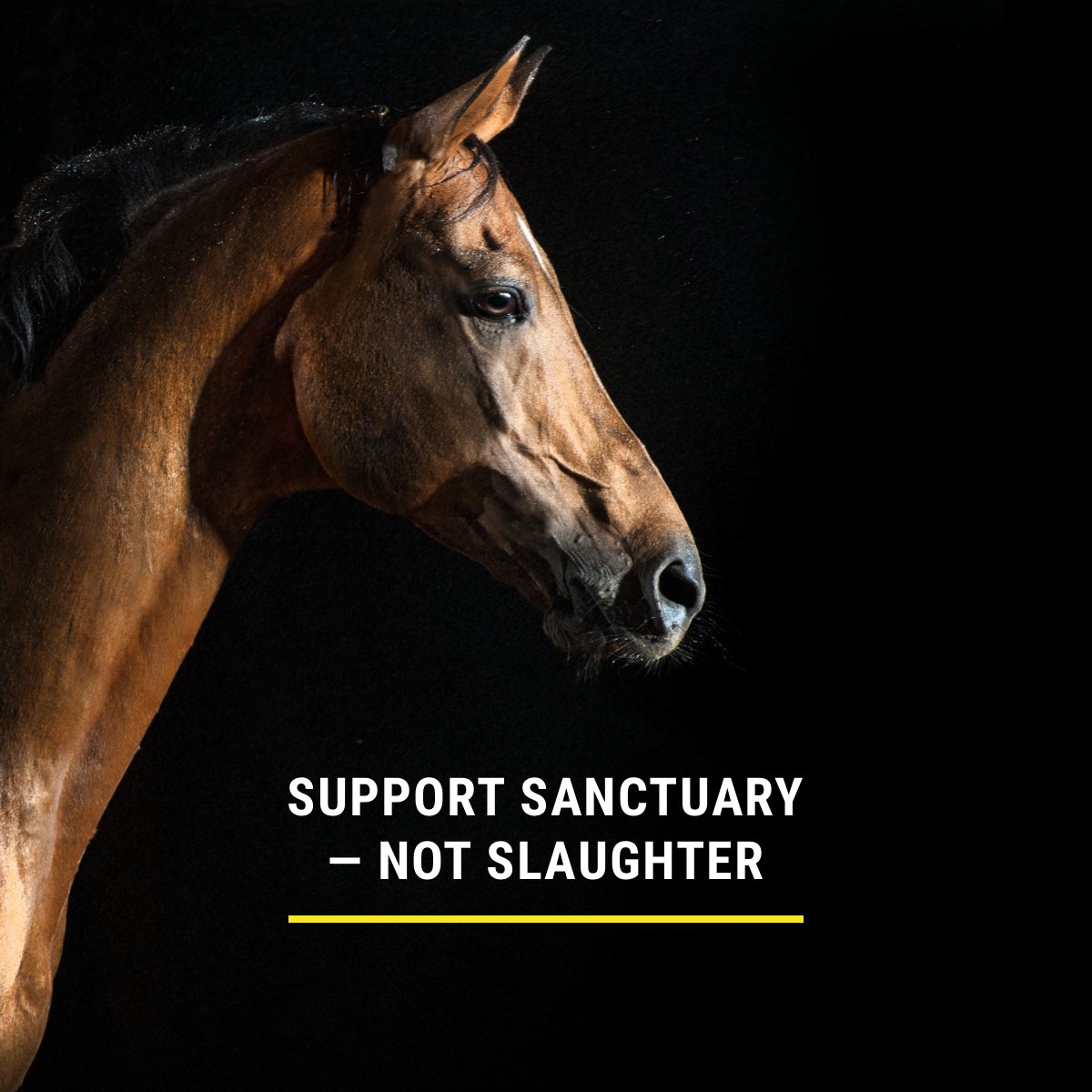 Sanctuary, or slaughter. Every year, thousands of horses aren’t given this choice. They’re shipped off to meat factories in Canada and Mexico. Together we can put a stop to the slaughter. Help us pass the SAFE Act today: bit.ly/SanctuaryNotSl…