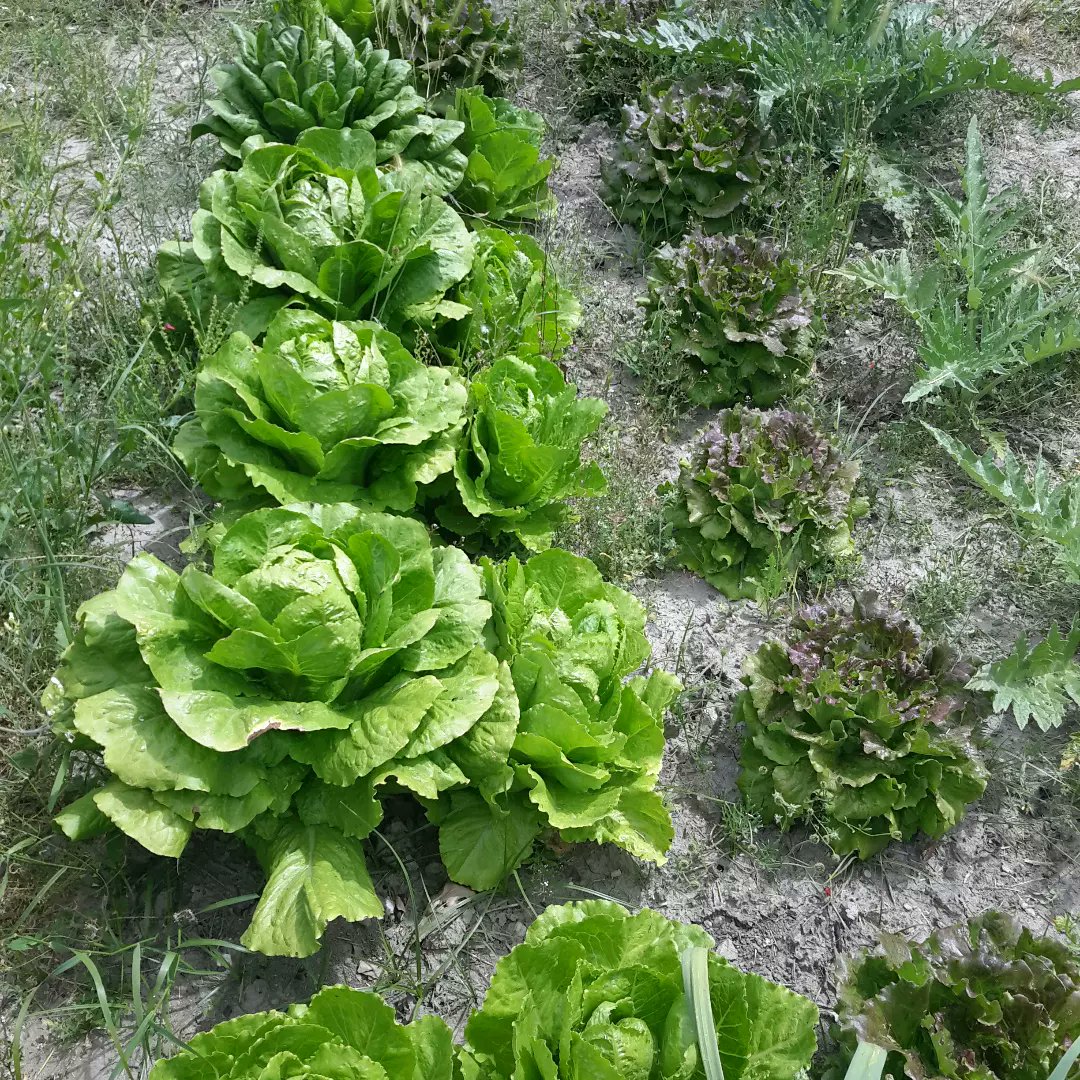 CortijoabueloP's tweet photo. Pues el huerto sigue adelante. 
Aquí están los #repollos #coliflorverde #ajo #lechugaromana etc
Pues no se está dando nada mal después de años de abandono y de no sembrar nada.
Si cuando dicen que lo que se aprende no se olvida... https://t.co/kWetBMxkMC