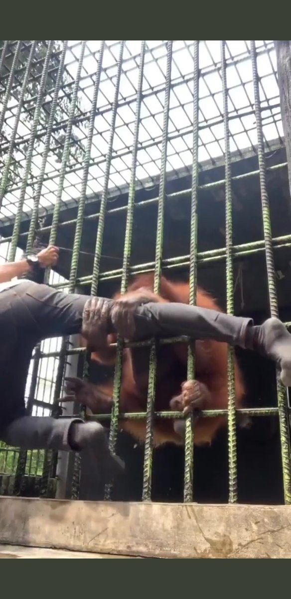 John Williams tweet media