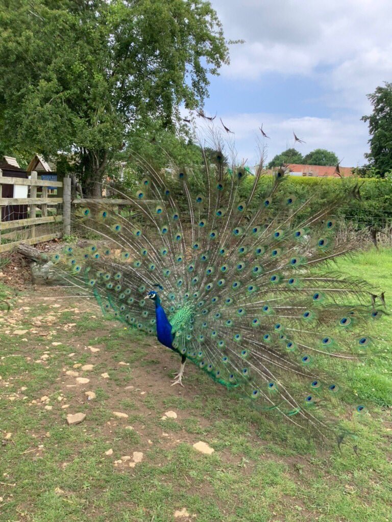 Spinning Infants tweet media