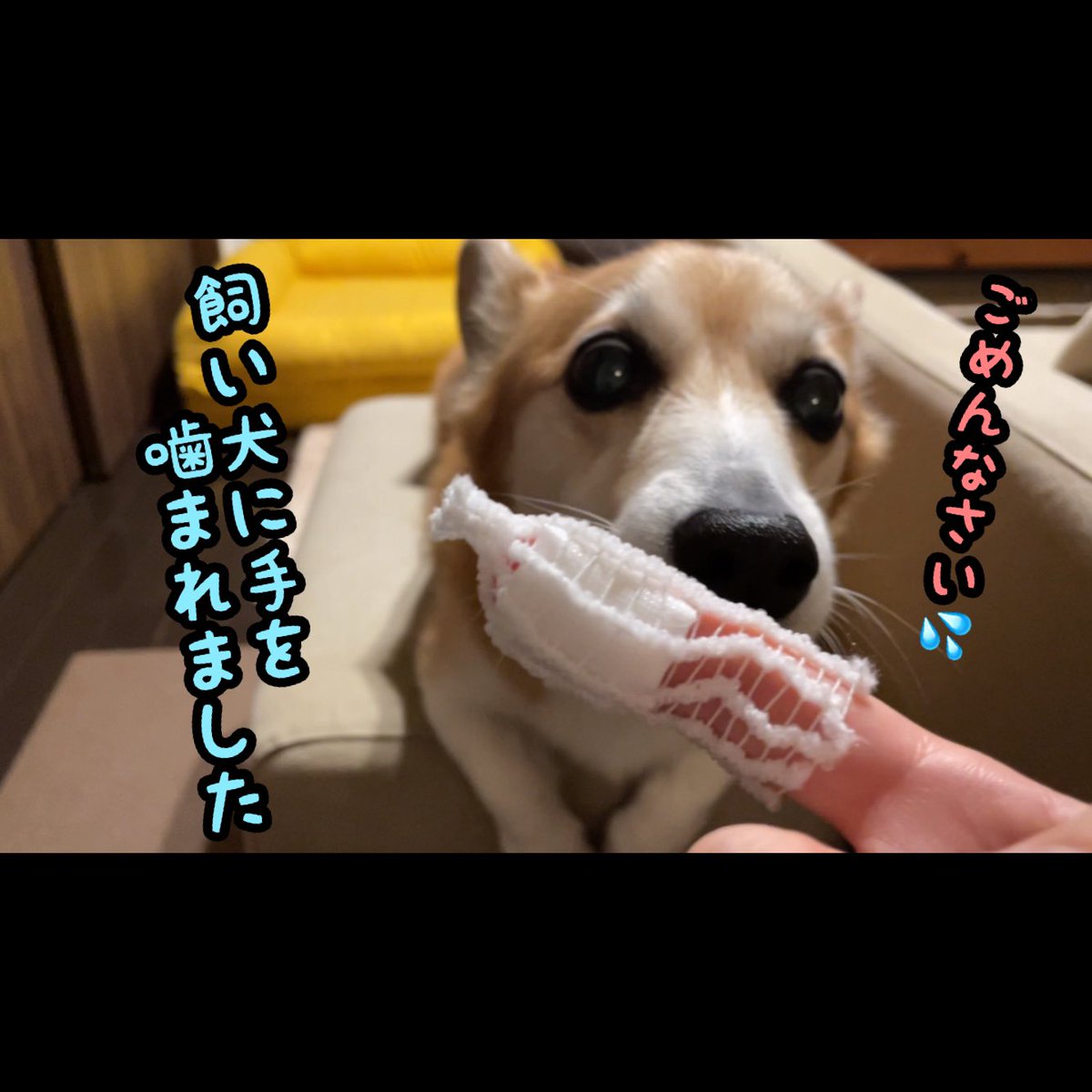 atmurnduke's tweet photo. 飼い犬に手を噛まれた飼い主1号。そしてまたしても起きてしまった誤飲事件。 https://t.co/Loud1Rkm15 @YouTubeより https://t.co/fpg1E1kMn7