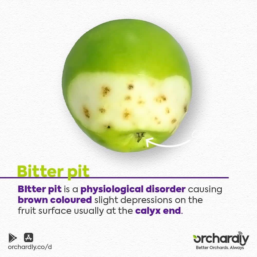 OrchardlyApp's tweet photo. #BitterPit is a physiological disorder causing brown coloured slight depressions on the fruit surface usually at the calyx end. This condition occurs mostly due to the deficiency of calcium &amp; irregular water supply.

Install #orchardlyapp today from https://t.co/uijWLDPb5t https://t.co/WGPNapCFH9
