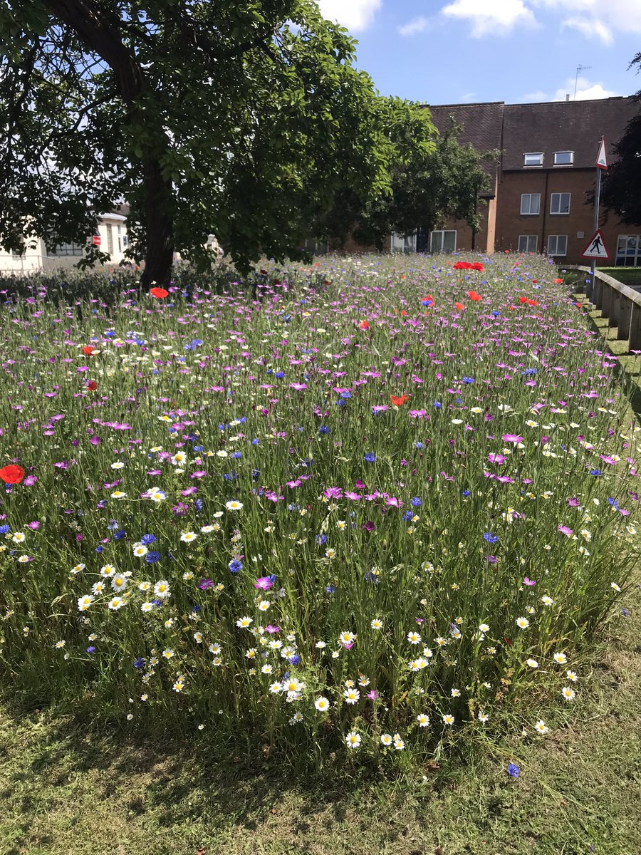 DuncanWestbury's tweet photo. If you work at the University of Worcester you must take time to visit this cornfield area by Bredon! @worcester_uni @UW_Sustain @uowcampus @worcuninews @SSE_Worcester @education_uw #EngageWithNature #FeelGreat https://t.co/zzj9OaPP6I