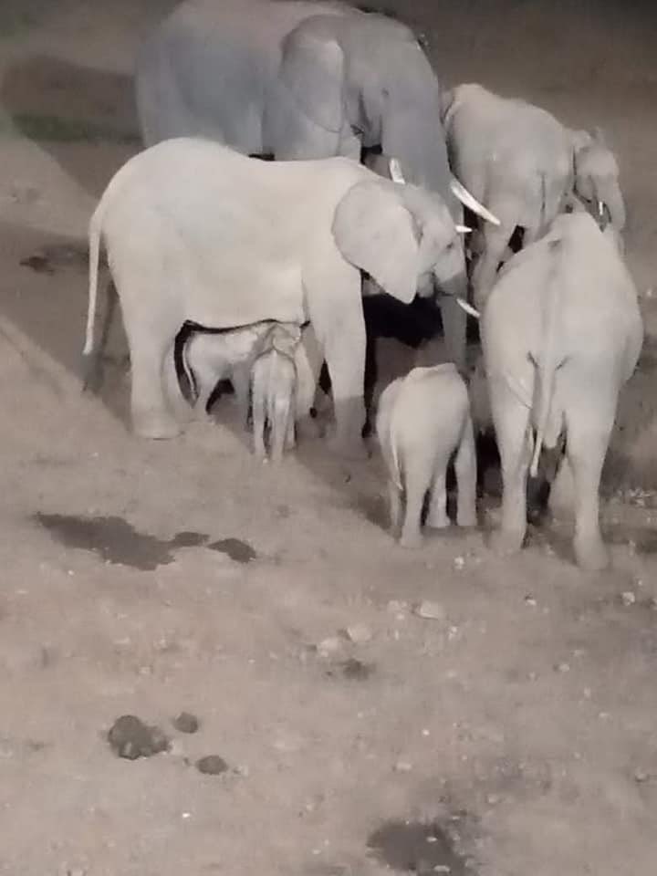 Great news! "An elephant from aberdare national Park just gave birth to twins."#kws confirms.
Photo Credit: Charles Mathenge

Book a safari with #bigfootadventureskenya to #aberdarenationalpark and get to see and experience this magical event.