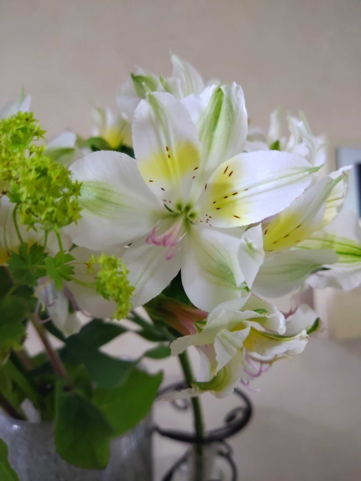 竹島宏スタッフ 公式 アルストロメリア レモン 花言葉は 持続 好きな言葉の１つです 持つ 続ける つづく 15周年のコンサートの タイトルもつづく でした 今日も１日お疲れ様でした ひろネット 花言葉 花便り 花 Flower 感謝 絆 持続