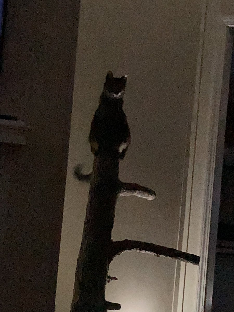MareyJayne's tweet photo. I have realized that I am being watched while I sleep….👀😂
#CatsOfTwitter #monkeybutt #tuesdayvibe https://t.co/oA2Yl5BvMU