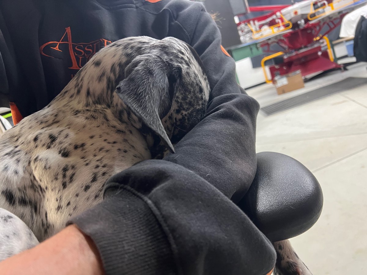 TruthPrinting's tweet photo. Pepper thought she would come to work early w me. Then realized it was to bright and she was tired still 😂 https://t.co/hXfyl8YHPW