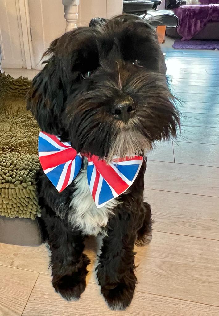 HPaddon's tweet photo. Look what they did to me at the weekend....! #tibetanterrierlove #tibetanterrier #doglover #furnitureartist #tibetanterriersofinstagram https://t.co/kR1q274A5Z