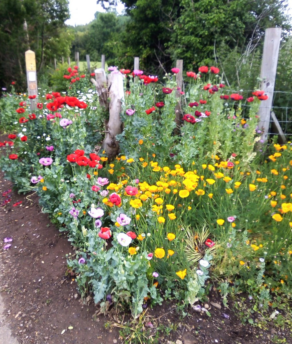 Monarchsway's tweet photo. So good to find the beautiful flowers on the #MonarchsWay today while walking back to #Snitterfield @TheFarmSUA from #Stratford_upon_Avon. An early start today so I could do some waymarking https://t.co/9VMt8Oa01a