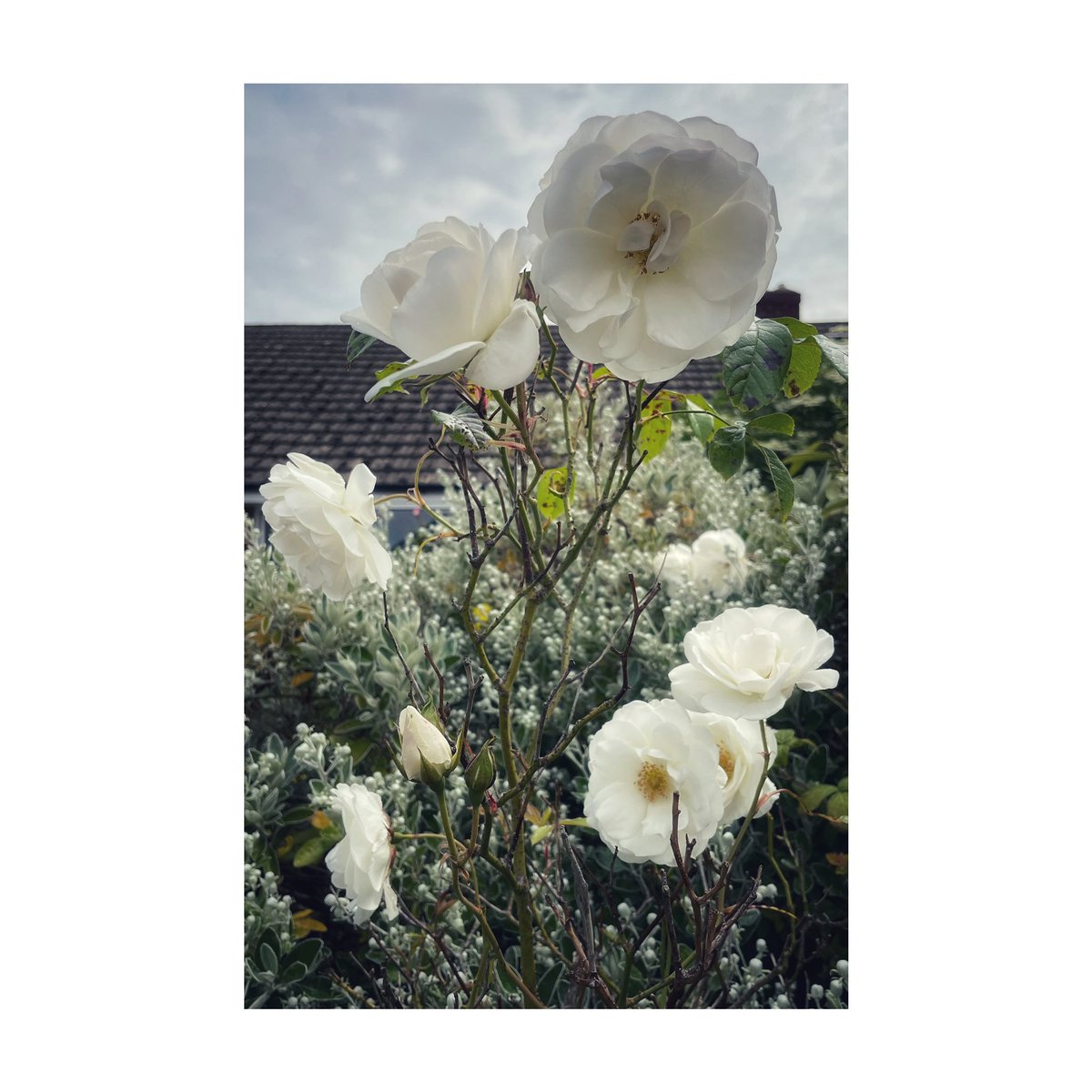 studant47's tweet photo. Discovering the new garden ☺️#housemove #garden #blooms #surprises #outdoors #beauty #cultivate #loveslabours @LetsGrowPreston ☀️ https://t.co/igGc9dhQui