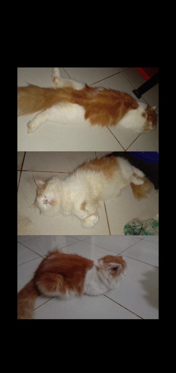 no_stuff's tweet photo. Sedih banget dia, mungkin buat yg lain ga segitunya kehilangan kucing, tp buat Ibuku kucing bukan hny buat lihat kelucuannya, tp jg tempat dia berbagi sayang dan sahabat setianya. Yg sdh ambil, aku ga marah, mungkin kamu suka kucing kami, tp bolehkan kami minta dia kembali?🙏🙏😔 https://t.co/ocHHkOgV4d