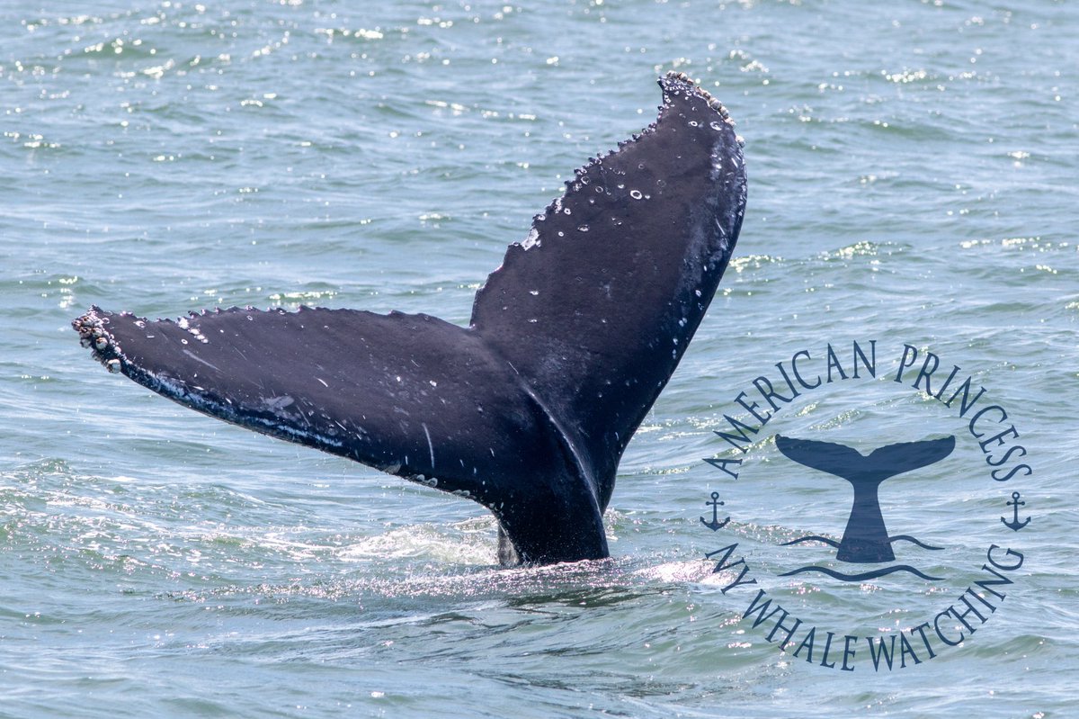 TAILS UP TUESDAY photo. Let’s Go #whalewatching Join us aboard #newyork #nyc Whale Watching boat for an marine wildlife Adventure Cruise. americanprincesscruises @gothamwhale @Downtownmag @cityguidenyc @discovering_NYC