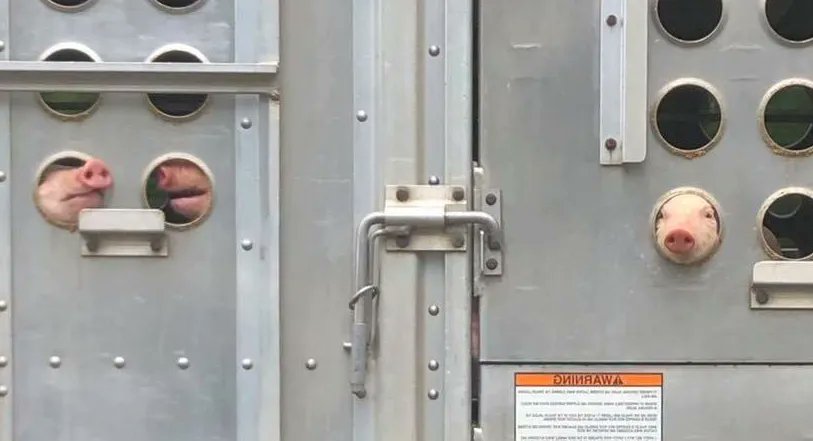 JohnOberg's tweet image. Pigs on a truck to the slaughterhouse.

Retweet if this is one of the most heartbreaking pictures you've ever seen. 💔💔