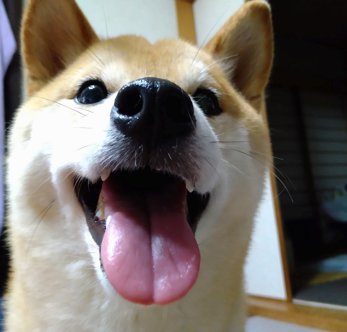 柴犬みどり (@uguGJG1iaXik841) / Posts / X