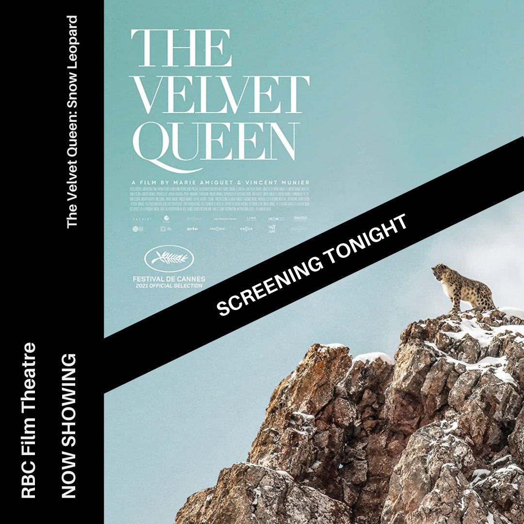 RBCFilmTheatre's tweet photo. TONIGHT at #RBCFTโ
The Velvet Queen: Snow Leopard.โ
โ
@vincentmunier88โ
@nickcave @warrenellis13
โ
#film #vincentmunierphotographer #thevelvetqueenfilm #nickcave #warrenellis #wildlifephotography #naturephotography #visitdumfriesandgalloway #visitscotland #soundtrack #cinema https://t.co/DF0vJjLfu7