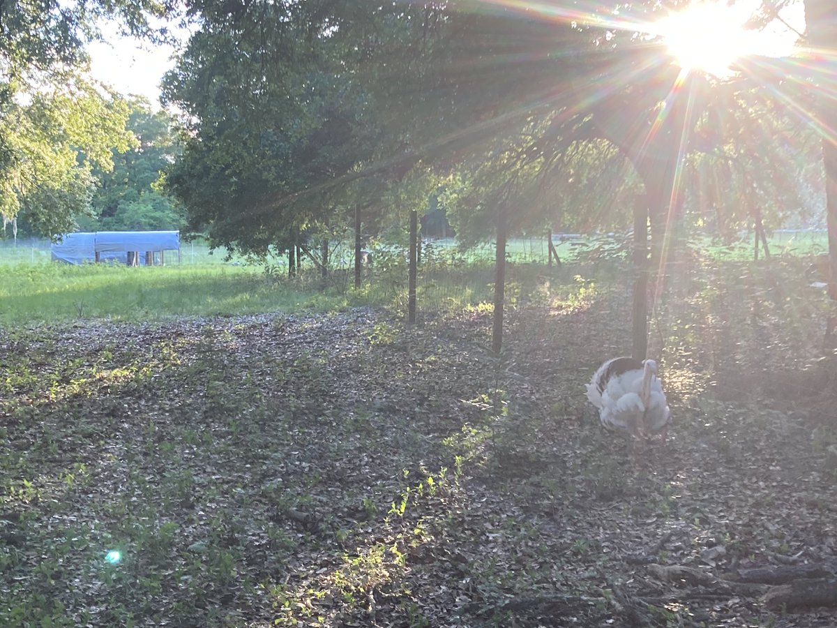 eggsotics's tweet photo. Interested in a heritage breed turkey for the holidays?  Our video tells the story. https://t.co/Bwgnl8CTn8 https://t.co/xnn4P3WrfO