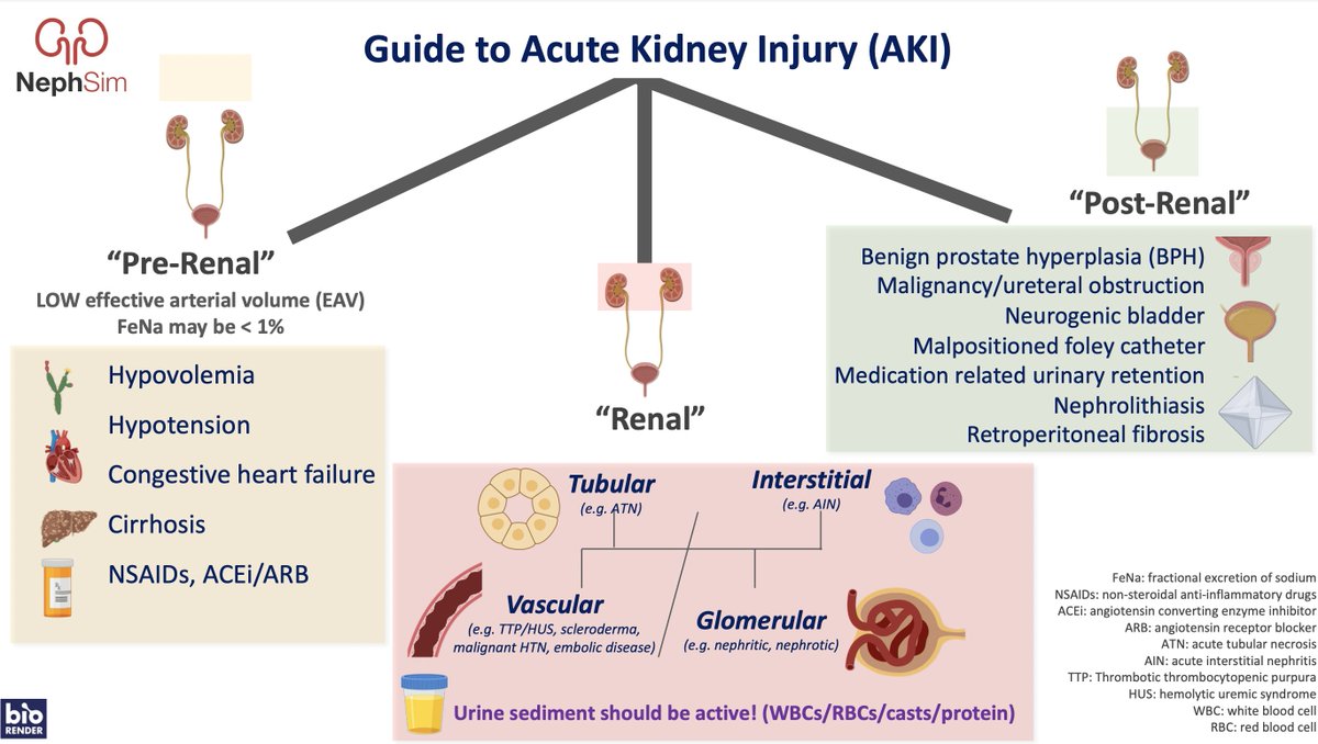 Neph_SIM's tweet photo. 📟 Paging all new interns 📟 

Your new patient has an #AKI. What’s your next move? 

https://t.co/dPA2rDCHnN

#FOAMed #MedEd #Infographic #Nephrology #TipsforNewDocs #TipsforInterns #TipsforNephFellows https://t.co/jhmPXjuZiq