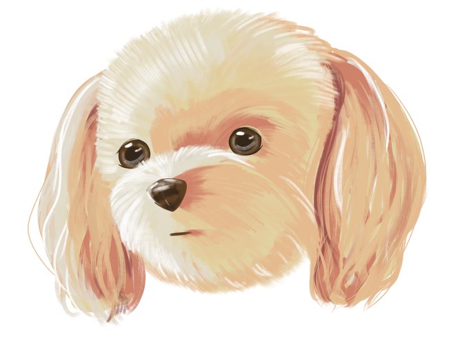 トイプードルのtwitterイラスト検索結果