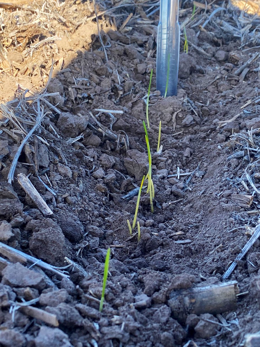 Produceagro1's tweet photo. Pone primera el trigo en marcos juarez https://t.co/gWcFus6z75