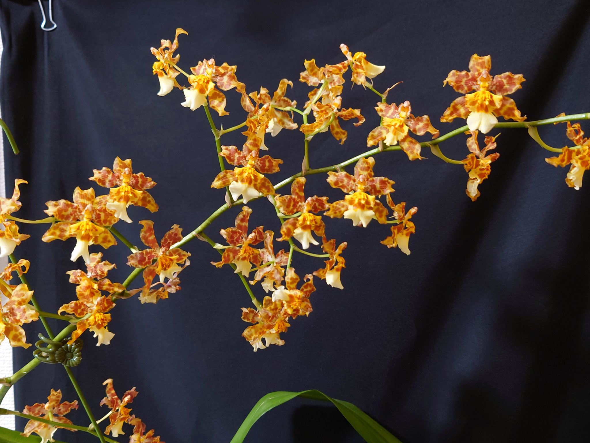 Ryo Agri187funho Twitter